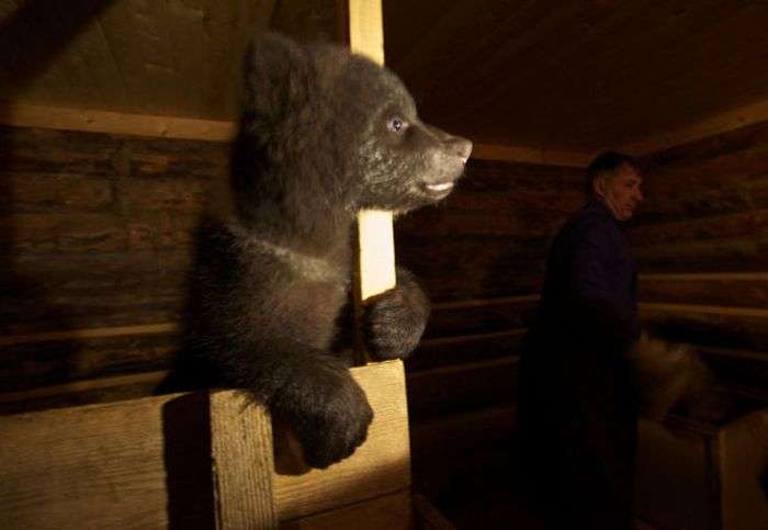 Колишній мисливець тепер рятує ведмедів (16 фото)