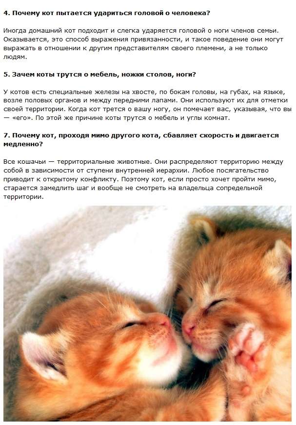 Цікаві і правдиві факти про котів (11 фото + текст)