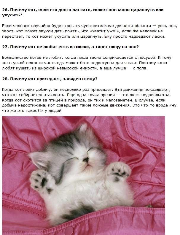 Цікаві і правдиві факти про котів (11 фото + текст)