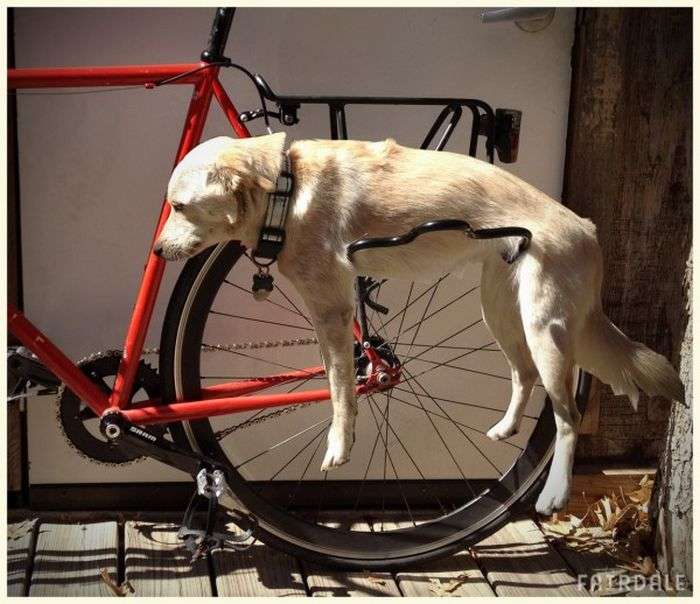 Багажник на велосипеді для собаки (4 фото)