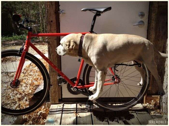 Багажник на велосипеді для собаки (4 фото)