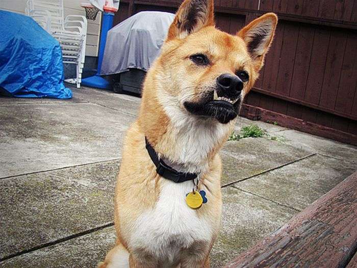 Смішні собаки з прикольним оскалом (25 фото)