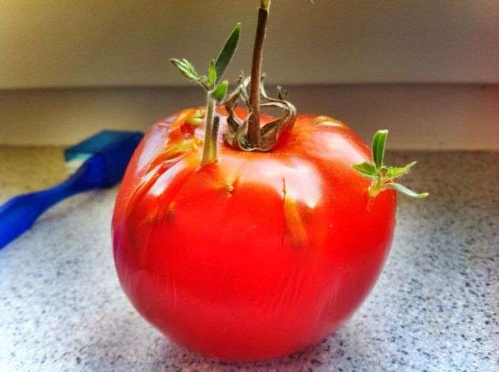 Забутий помідор (12 фото)