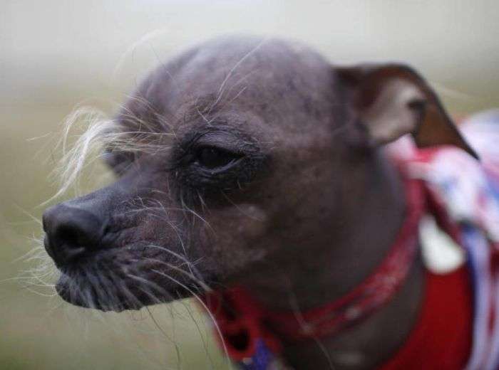 Конкурс на найпотворнішу собаку 2012 (16 фото)