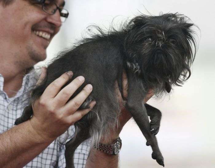 Конкурс на найпотворнішу собаку 2012 (16 фото)