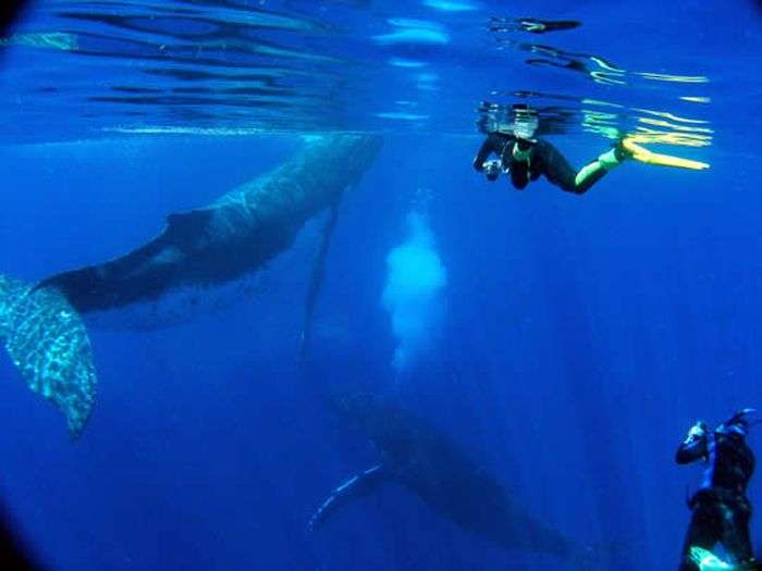 Дайвінг з китами (12 фото)