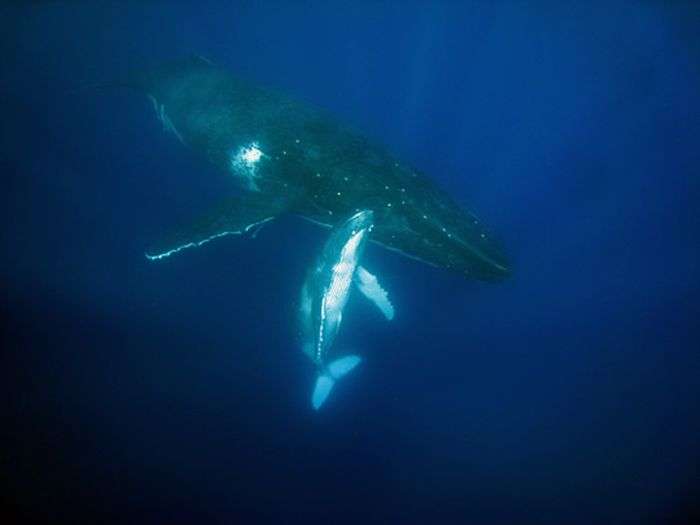 Дайвінг з китами (12 фото)