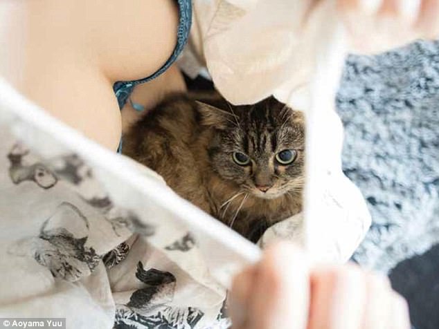 Котики и груди: умиротворяющий альбом от японского фотографа зверушки,живность,питомцы,Животные