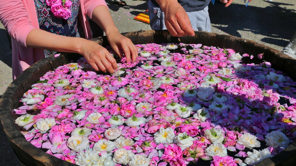 Фестиваль роз в Болгарии путешествия,Путешествие и отдых
