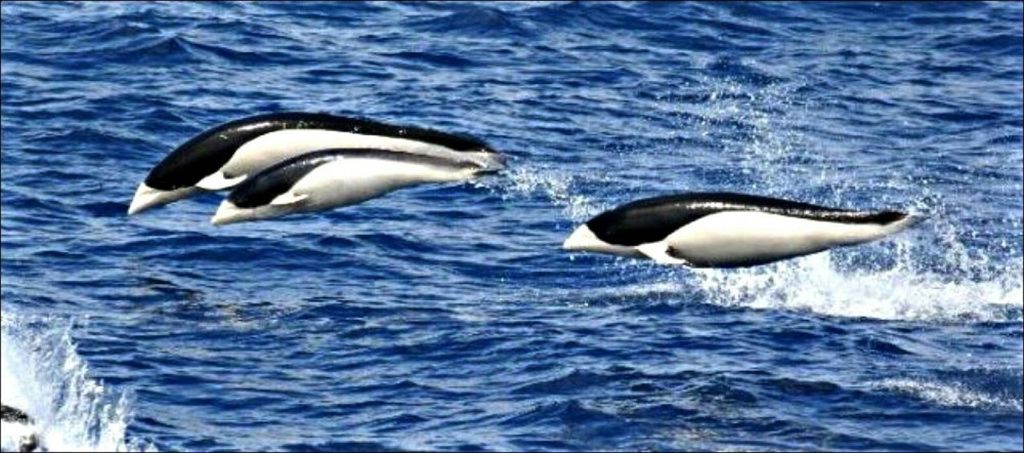 Китовидные дельфины зверушки,живность,питомцы,Животные