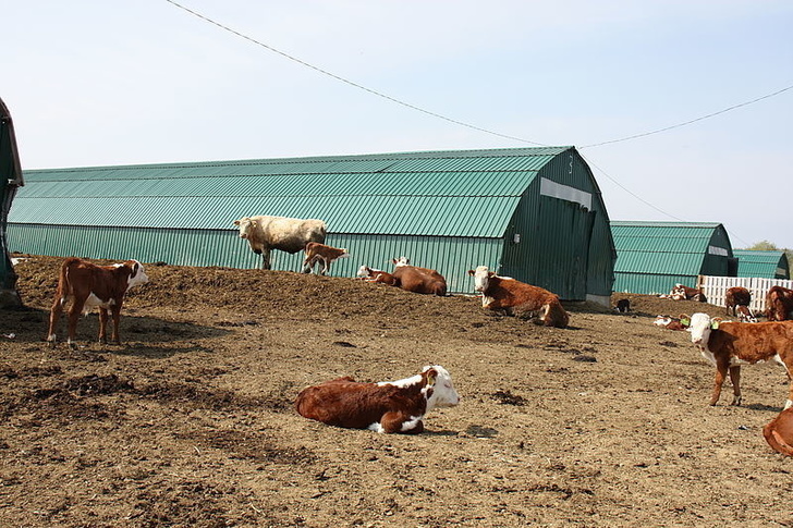 На Сахалине впервые построили площадку для содержания мясного скота под открытым небом события,Новости,сделано у нас