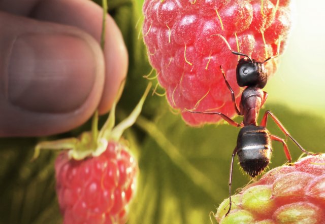 7 причин избавиться от муравьев в саду и огороде 