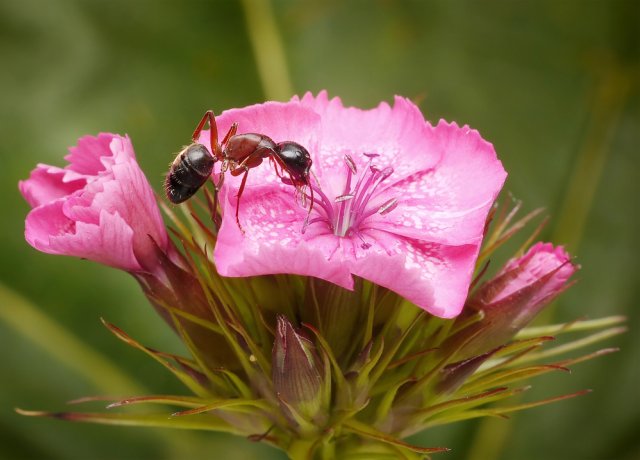 7 причин избавиться от муравьев в саду и огороде 