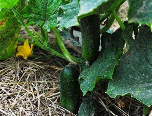 Как вырастить небывалый урожай огурцов – 9 проверенных советов огород,огурцы