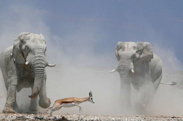 Африканский слон: Ядерная бомбардировка интересными фактами животные,интересное,природа,слоны