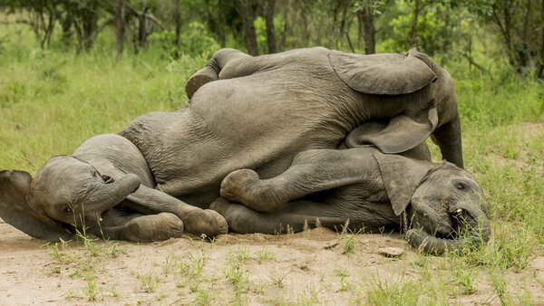 Африканский слон: Ядерная бомбардировка интересными фактами животные,интересное,природа,слоны