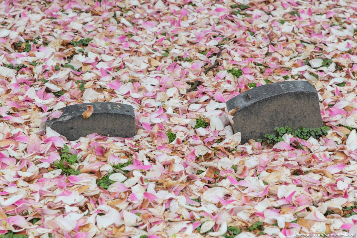 Какая умопомрачительная весна на Гринвудском кладбище 