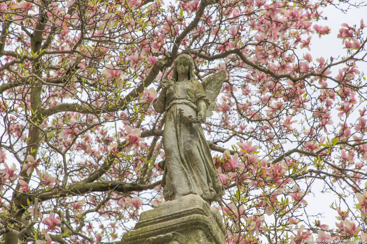 Какая умопомрачительная весна на Гринвудском кладбище 