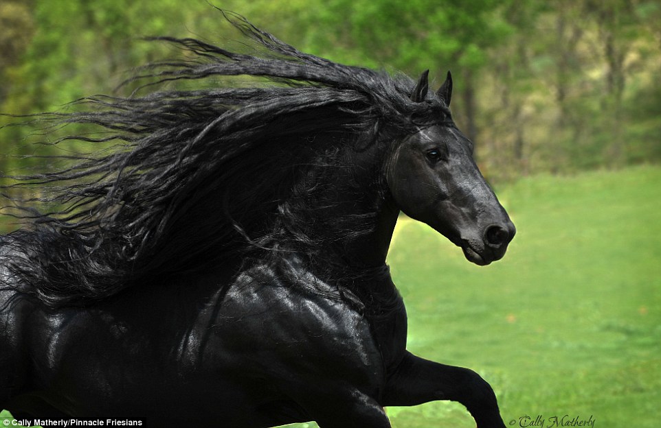 Вот как выглядит самый красивый конь в мире животные,природа