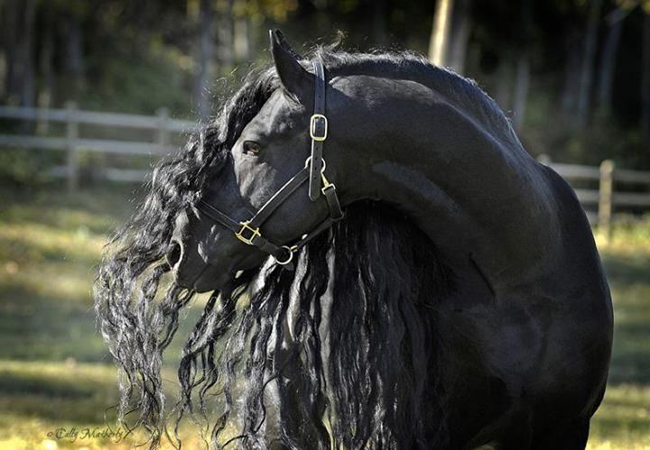 Вот как выглядит самый красивый конь в мире животные,природа