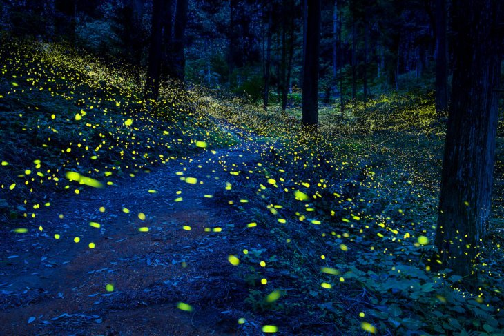 12 потрясающих фотографий мест, которые естественно светятся в темноте природа