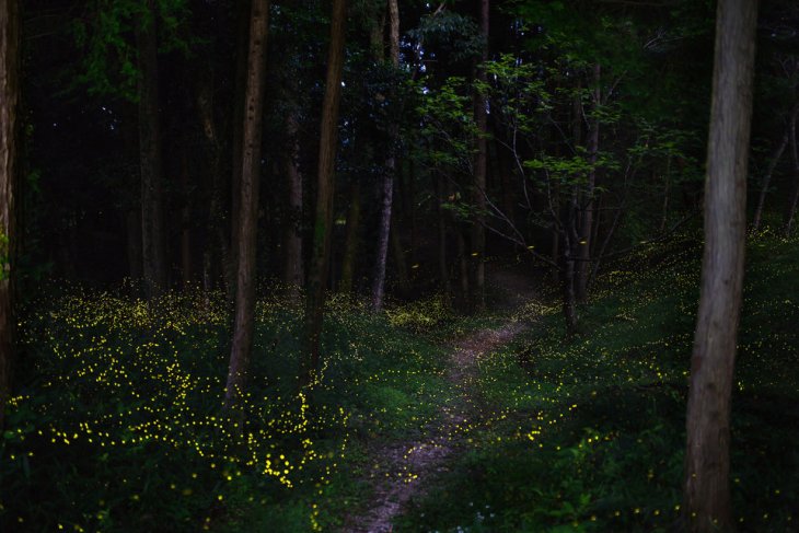 12 потрясающих фотографий мест, которые естественно светятся в темноте природа