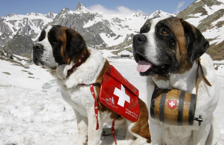 13 диких фактов о жизни в Швейцарии, которых нет в путеводител заграница,страны,туризм