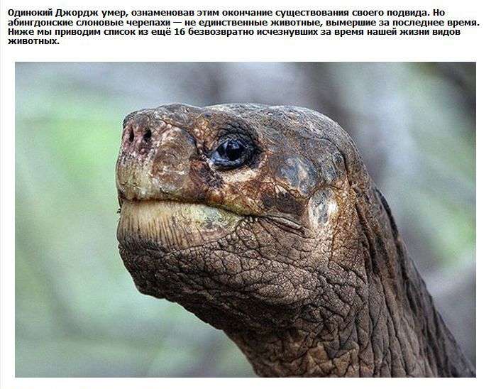 ТОП-8 видів тварин, яких ми більше не побачимо (9 фото + текст)