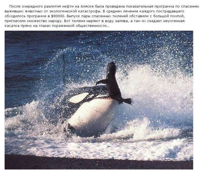 ТОП-7 історій в стилі не так, як планувалося (7 фото)