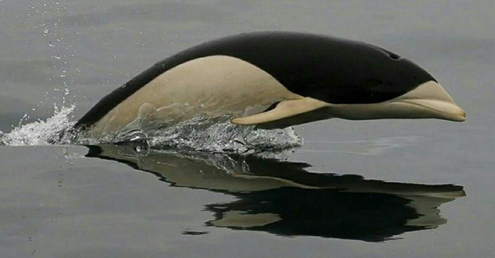 Что за существо? Море