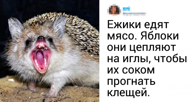 15 открытий от пользователей сети, которые непросто будет выкинуть из головы Интересное