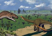 Викопні зуби показують, що деякі динозаври були вибагливими в їжі