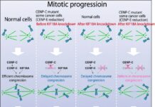 Dos proteínas motoras: un nuevo objetivo para la terapia contra el cáncer