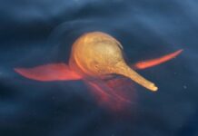 Шалена спека на озерах Амазонки загрожує катастрофою для дельфінів та екосистем