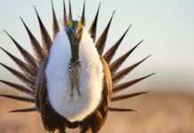 Послаблення охорони великого сапсана для розвитку виробництва