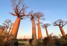 Алея баобабів на Мадагаскарі: живий пам’ятник під загрозою