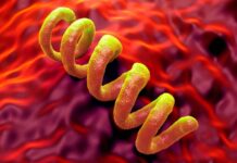 Давній штам сифілісу переписує історію патогенів