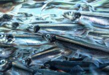 Десятиліття після однієї хвилі спеки екосистема Північної Атлантики радикально змінилася