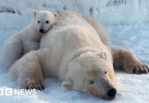 Білі ведмеді процвітають, незважаючи на танення арктичних льодів: Парадокс Шпіцбергена