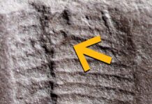 Найдавніший Викопний Рептилії Виявив Найстарішу Задницю у Світі