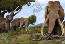 Неандертальці Стратегічно Полювали на Гігантських Слонів по всій Європі