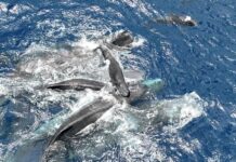 Кашалоти демонструють несподівану підтримку під час пологів: співпрацюють як родичі, так і сторонні особини