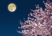 Квітневий Рожевий Місяць та Прийдешній Блакитний Місяць: Гід для Спостерігачів Неба