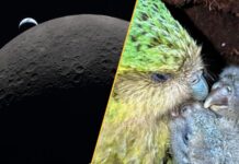 Від місячних рубежів до біологічних таємниць: підсумки тижня у науці