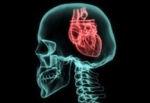 Расшифровка ритма устойчивости: как вариабельность сердечного ритма связывает сердце и разум