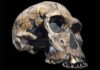 Невизначені Походження Homo habilis: Чи дійсно Перша Людина – Людина?