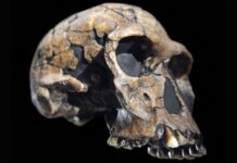 Невизначені Походження Homo habilis: Чи дійсно Перша Людина – Людина?