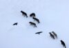 Ravens Don’t Follow Wolves—They Predict Them