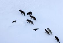 Ravens Don’t Follow Wolves—They Predict Them