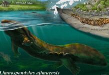 Новий гігантський вид саламандр виявлено в Японії: * Limnospondylus ajimuensis *